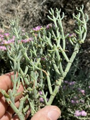 Mesembryanthemum junceum