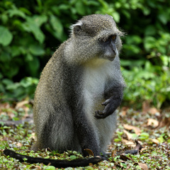 Cercopithecus mitis