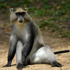 Cercopithecus mitis