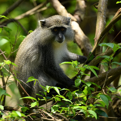 Cercopithecus mitis