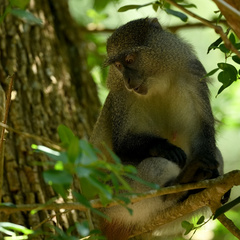 Cercopithecus mitis