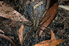 Aglaoctenus lagotis