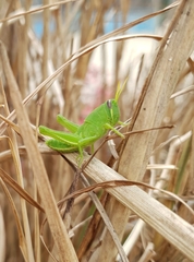 Cyrtacanthacridini