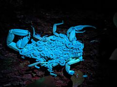 Centruroides bicolor