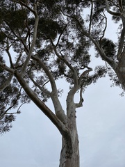 Eucalyptus cladocalyx