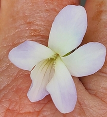 Viola floridana