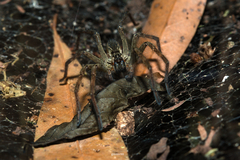 Aglaoctenus lagotis