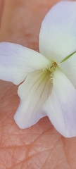 Viola floridana