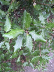Quercus ilex