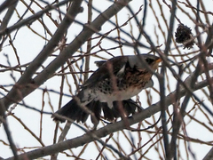 Turdus pilaris