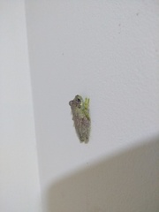 Itapotihyla langsdorffii