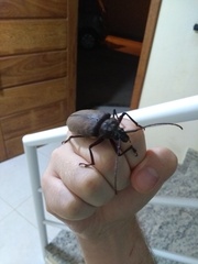 Mecosarthron buphagus