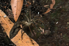 Aglaoctenus lagotis
