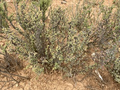 Ruschia cradockensis