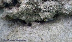 Halichoeres scapularis