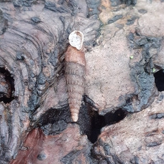Alinda biplicata