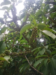 Ficus subpisocarpa
