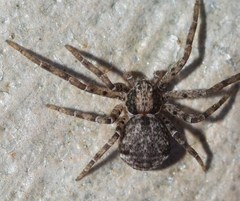 Pulchellodromus pulchellus