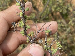 Ruschia cradockensis