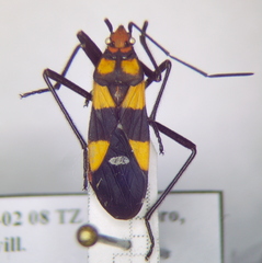 Oncopeltus famelicus
