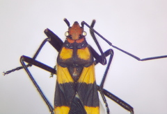 Oncopeltus famelicus