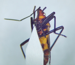 Oncopeltus famelicus