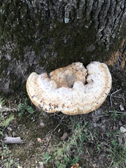 Pseudoinonotus
