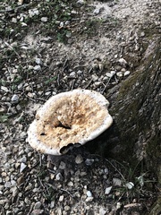Pseudoinonotus
