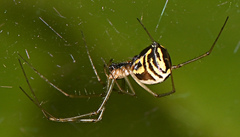 Neriene radiata