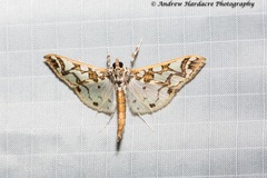 Polythlipta liquidalis