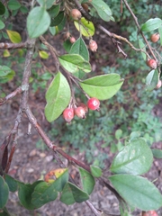 Cotoneaster tomentosus