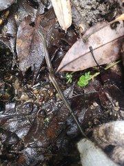 Opisthotropis lateralis