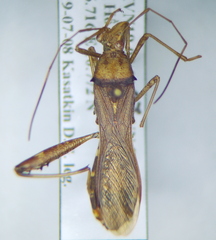 Riptortus pedestris