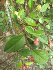 Cotoneaster tomentosus