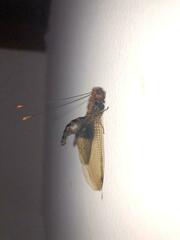 Cordulecerus alopecinus