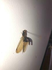 Cordulecerus alopecinus