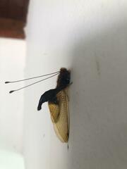 Cordulecerus alopecinus