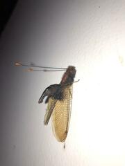 Cordulecerus alopecinus