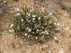 Drosanthemum globosum