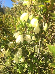 Clematis cirrhosa image