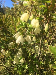 Clematis cirrhosa image