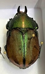 Agaocephala