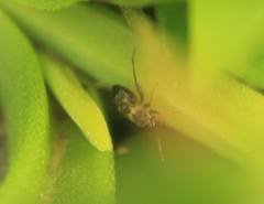 Spanagonicus albofasciatus