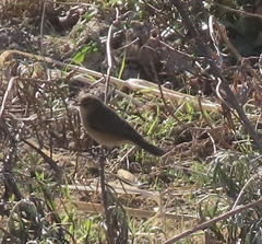 Phylloscopus collybita