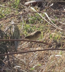 Phylloscopus collybita