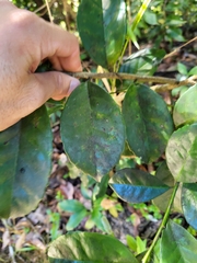 Ilex nitida