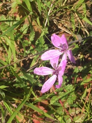 Erodium maculatum image