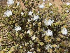 Drosanthemum globosum