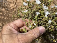 Drosanthemum globosum
