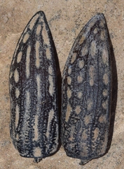 Julodis onopordi